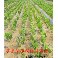 供應 速生白臘苗 各種規(guī)格