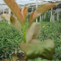 出售優(yōu)質(zhì)龍柏、北海道黃楊、紅葉石楠