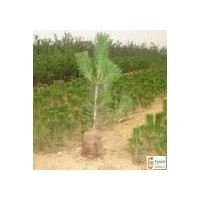 特價銷售一年生油松樹苗