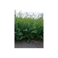 紫薇苗百日紅苗大量批發(fā)