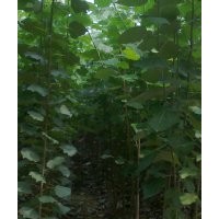 當(dāng)年毛白楊苗