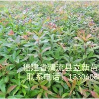 供應(yīng)木荷苗