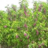 香花槐 國槐 金銀花枸杞 法桐等苗木