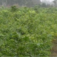 烏桕 三角楓 木瓜 欒樹(shù) 樸樹(shù) 大葉女貞 桂花 紅葉石楠