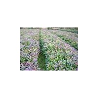 苗木大量出售 杉木苗,濕地松,木荷