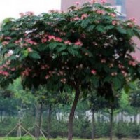 國(guó)槐 合歡樹 法桐 大葉女貞