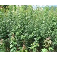 欒樹(shù)小苗200萬(wàn)株、雞爪槭小苗100萬(wàn)株、合歡小苗50萬(wàn)株、紅花紫薇