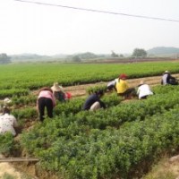 出售八角金盆、毛鵑