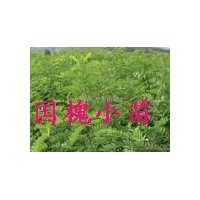 2012年國(guó)槐苗 2012年國(guó)槐樹(shù)苗 山東國(guó)槐樹(shù)苗價(jià)格