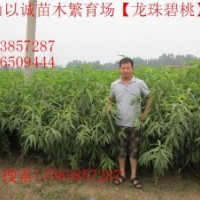 龍珠碧桃，龍珠碧桃