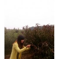 紅葉碧桃哪里有 山東紅葉碧桃價(jià)格 紅葉碧桃基地