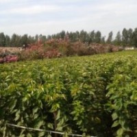 供應(yīng) 櫻花小苗