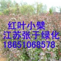 供應(yīng)：紅葉小檗、金葉女貞、紅葉石楠等綠化苗木