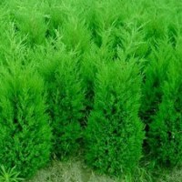 現(xiàn)貨供應(yīng)紫葉李苗、筷柏苗規(guī)格齊全