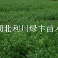 供應(yīng)一年生柳杉樹(shù)小苗杉樹(shù)苗 柳杉苗價(jià)格 柳杉種子