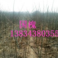 國(guó)槐國(guó)槐苗大量供應(yīng)國(guó)槐苗