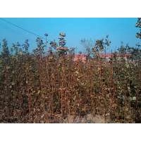 大量供應(yīng)五角楓苗，刺槐苗，白蠟苗，國槐苗，皂角苗