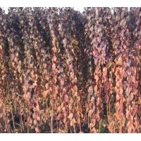 預(yù)定小苗開(kāi)始了紅葉李,高1米,2.2