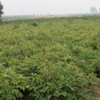 供應(yīng)優(yōu)質(zhì)牡丹苗 牡丹苗批發(fā) 牡丹苗價(jià)格