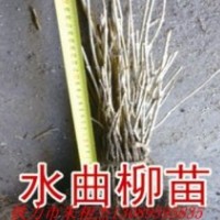 出售水曲柳苗