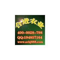 大量供應(yīng)竹柳三號 中華紅葉楊 紅楓