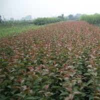 遼北大洋苗圃繁育基地出售山丁子，山丁子價(jià)格