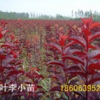 紅葉碧桃小苗，紅葉李，美人梅，榆葉梅