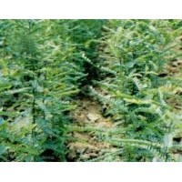 供應(yīng)皂角小苗皂角樹(shù)