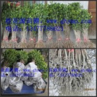 批發(fā)自家扦插各品種桂花樹苗500萬棵