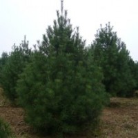 1-5米白皮松 油松 側(cè)柏