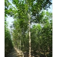 山東白蠟,大葉黃楊、山東紫葉李、山東速生法桐