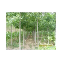 白蠟 皂角大量批發(fā)