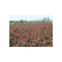 直銷灌木類江蘇紅葉小檗小苗 金葉女貞小苗