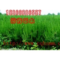 銷售低價(jià)油松苗