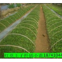 供應(yīng)紅花王子小苗
