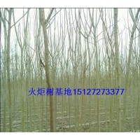 供應(yīng)火炬樹 火炬小苗