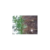 供應1-3年銀杏小苗