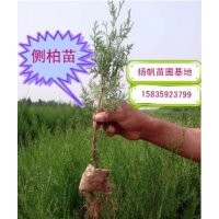 大量供應(yīng)裸跟（營養(yǎng)袋）側(cè)柏苗10-90公分高，1-4米側(cè)柏批發(fā)