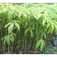 批發(fā)美麗木棉苗,美人樹(shù)苗,黃槐苗,多花紅千層苗,盆架子苗,竹柏苗