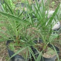 批發(fā)加拿利海藻,廣州加拿利海藻苗,加拿利海藻樹(shù)苗