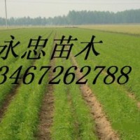 營養(yǎng)袋油松 1-3年油松 油松價(jià)格