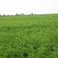 山杏樹(shù) 楊樹(shù) 棗樹(shù) 刺槐樹(shù)