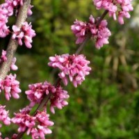 供應(yīng)紫荊花苗 香港紫荊花苗 紅花羊蹄甲 宮粉紫荊苗 羊紫荊苗