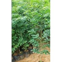 供應(yīng)大量黃花梨小苗