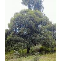 長(zhǎng)期供應(yīng)桂花苗木