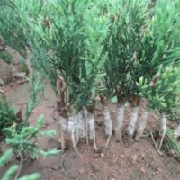 低價(jià)售當(dāng)年嫁接小龍柏