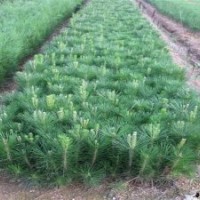 供應(yīng)營養(yǎng)杯油松