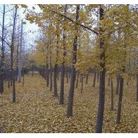 處理10-15銀杏樹(shù)