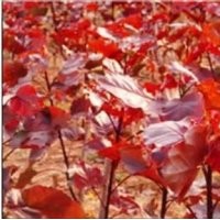 紅葉楊插條及工程苗預定中
