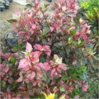 漳州苗木市場購銷中心